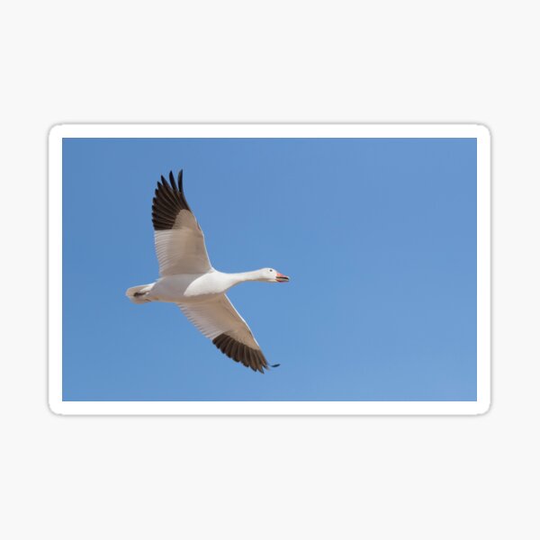Snow goose in Flight Sticker