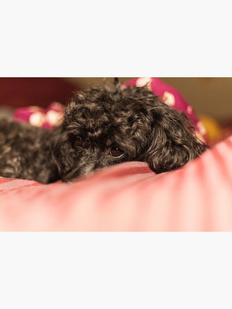 sleepy poodle toy