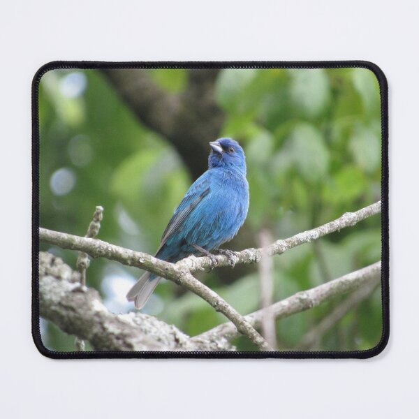 Item preview, Indigo Bunting designed and sold by StormFroggo.