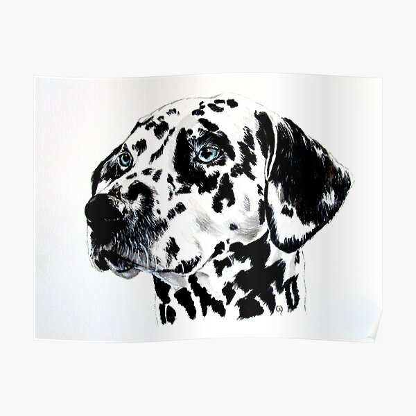 Dalmatian Poster