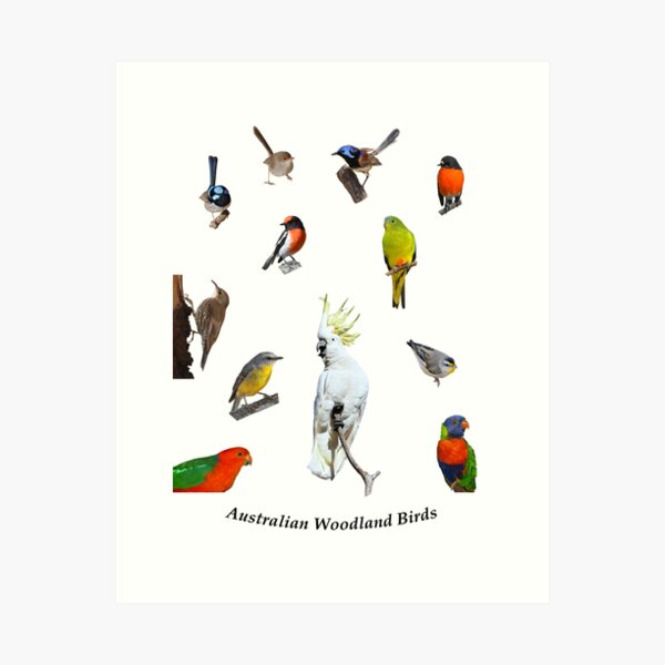 Australian Woodland Birds 3 Art Print