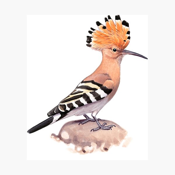 Wildbird hoopoe best sale