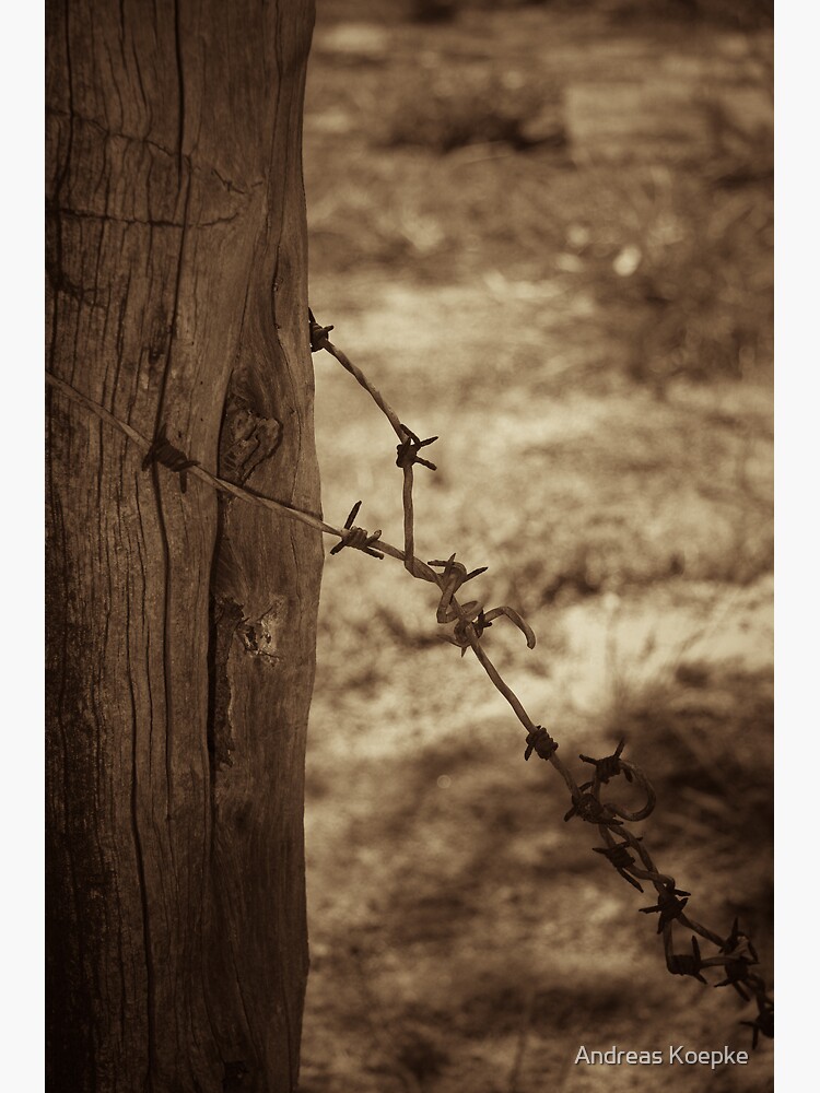 Thumbnail 3 of 3, Poster, Old barbed wire - sepia designed and sold by Andreas Koepke.