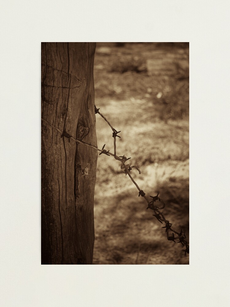 Alternate view of Old barbed wire - sepia Photographic Print