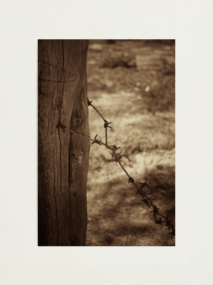 Alternate view of Old barbed wire - sepia Photographic Print