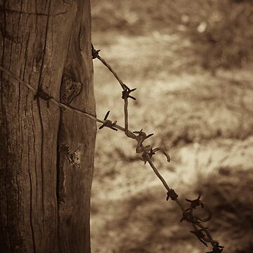 Artwork thumbnail, Old barbed wire - sepia by mistered