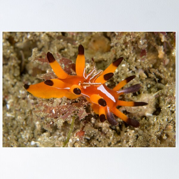 Item preview, Nudibranquio - Okenia mellita designed and sold by Andrew Trevor-Jones.