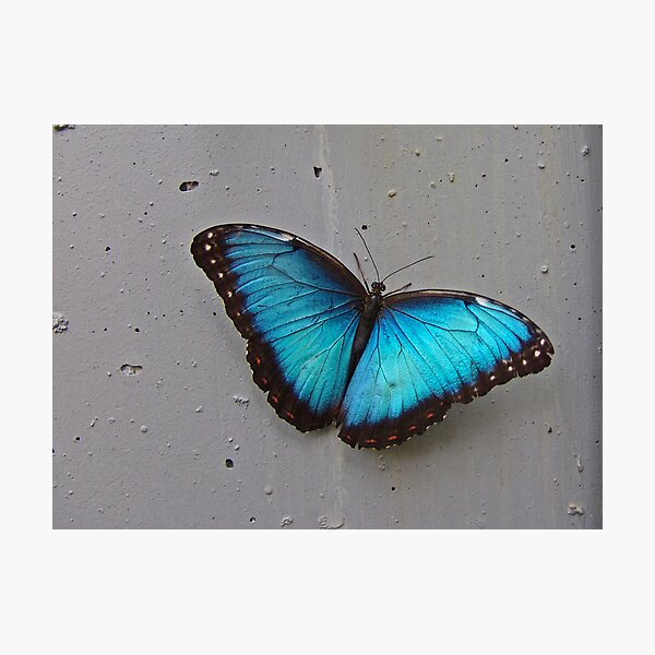 Item preview, Common Blue Morpho Butterfly designed and sold by Robert Abraham.