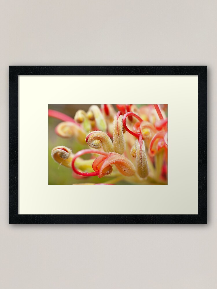 Alternate view of Grevillea Framed Art Print