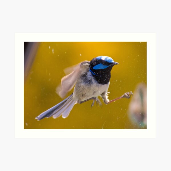 WREN ~ Superb Fairy-wren by David Irwin Art Print