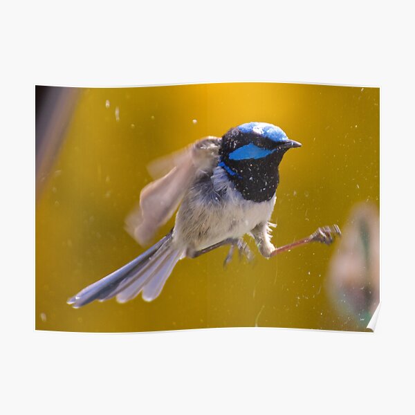 WREN ~ Superb Fairy-wren YtAbaRYy by David Irwin Poster
