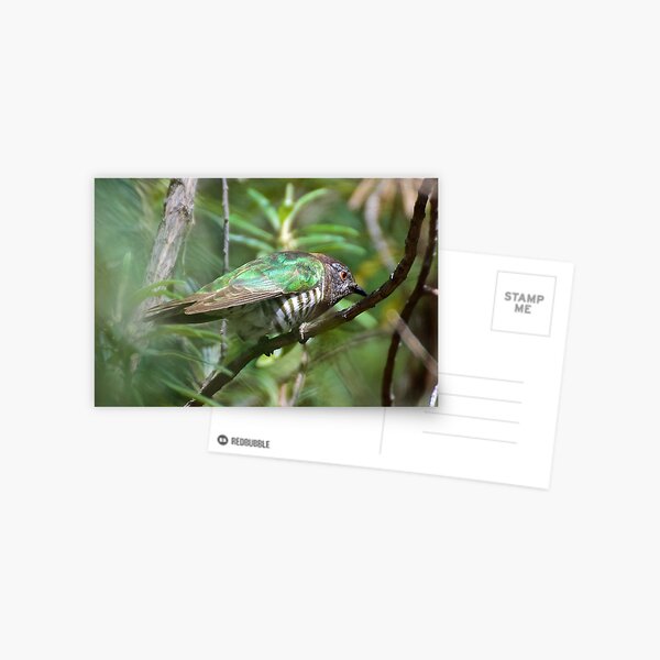 CUCKOO ~ Shining Bronze-Cuckoo SCMPTCJJ by David Irwin ~ WO Postcard