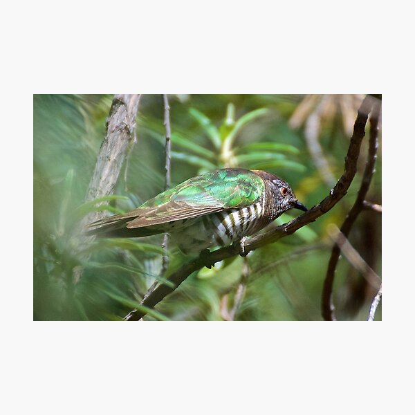 CUCKOO ~ Shining Bronze-Cuckoo by David Irwin ~ WO Photographic Print
