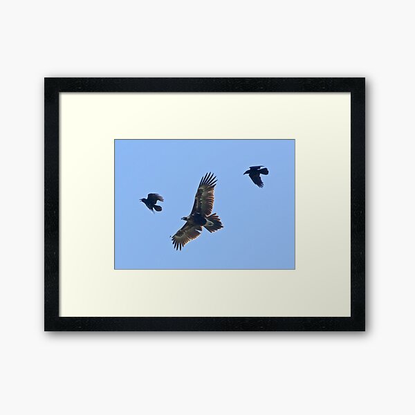 RAPTOR ~ Wedge-tailed Eagle and Forest Raven by David Irwin Framed Art Print