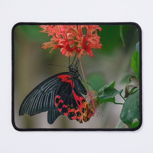 Item preview, Scarlet Mormon designed and sold by Darren Wilkes.