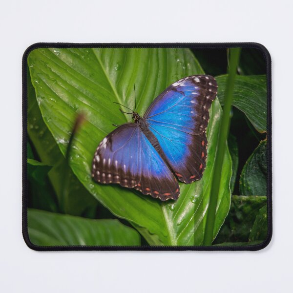 Item preview, Blue Morpho designed and sold by Darren Wilkes.