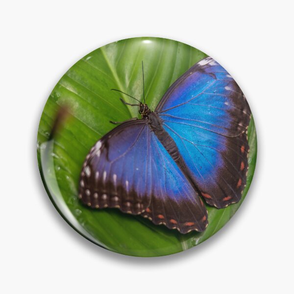 Item preview, Blue Morpho designed and sold by Darren Wilkes.