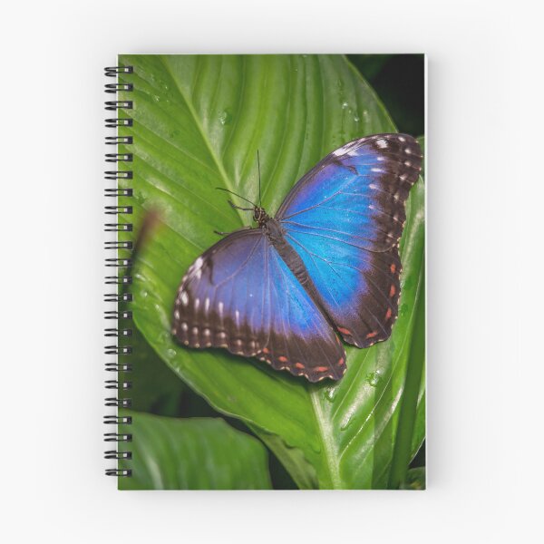 Item preview, Blue Morpho designed and sold by Darren Wilkes.