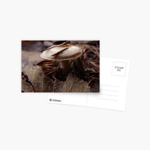 Monotone Miniature Postcard