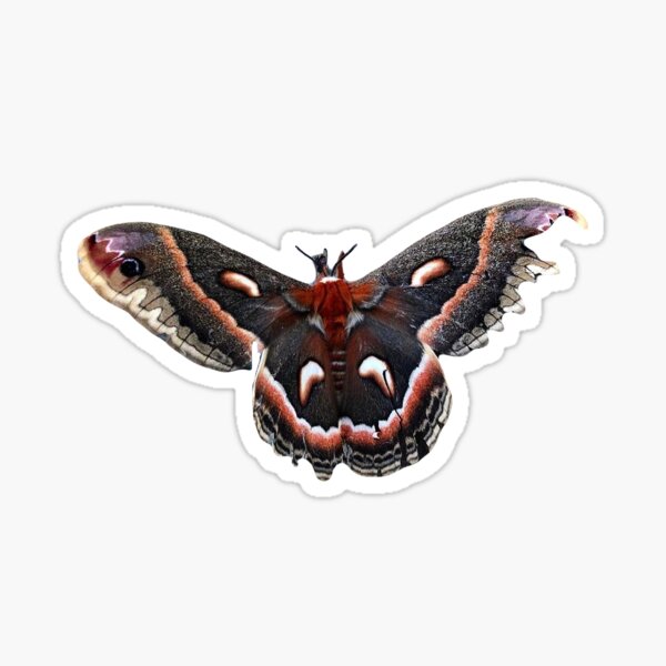 Cecropia Moth Sticker » Pip & Cricket