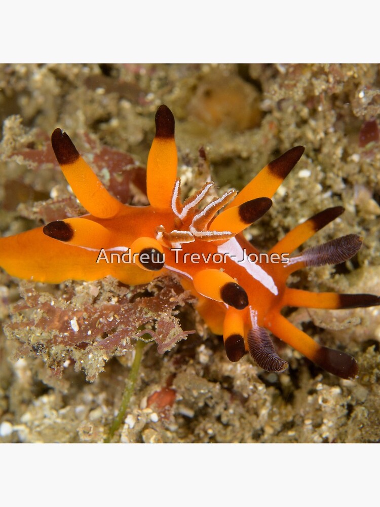 Nudibranch - Okenia mellita by andrewtj