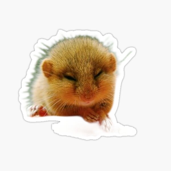 Hmster Com - Hamster Toys Gifts & Merchandise for Sale | Redbubble