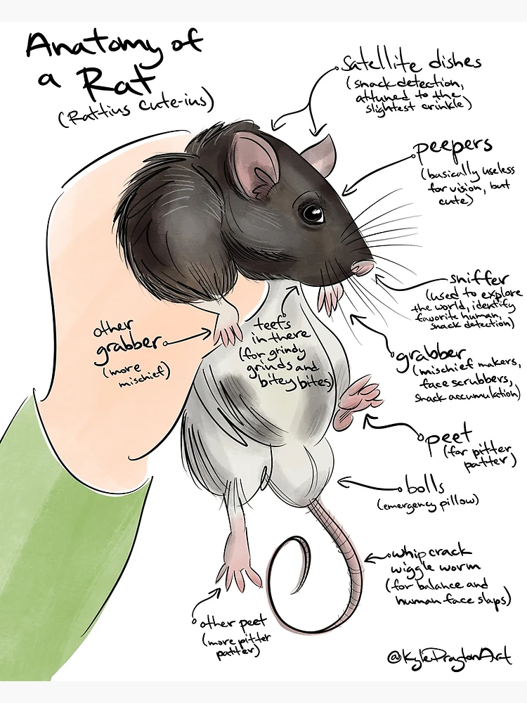 Anatomía Externa De Una Rata