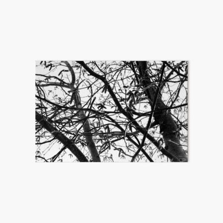 Black and White Forest Photograph Art Board Print