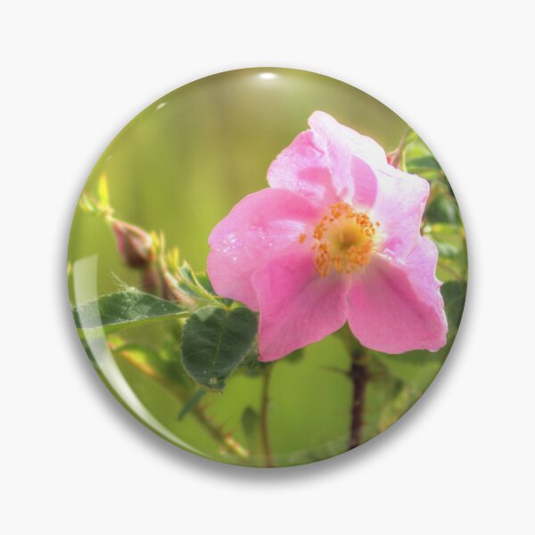 Item preview, Sunlit Wild Rose designed and sold by Jim Sauchyn.