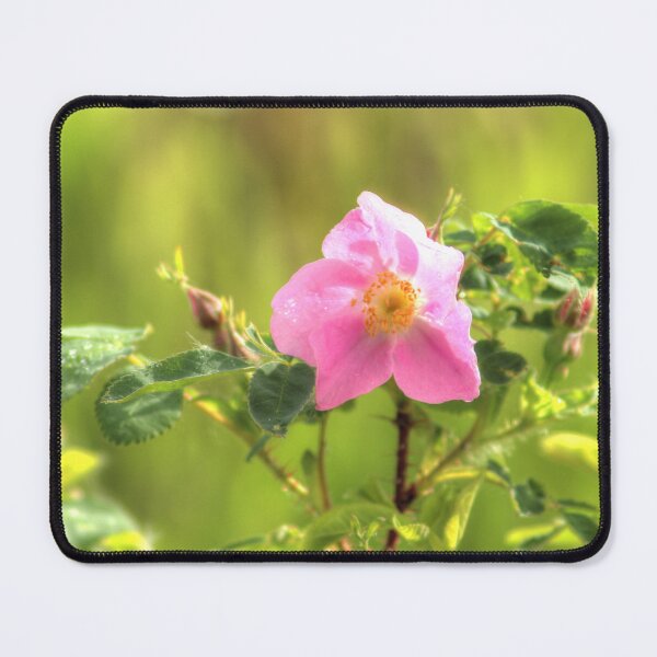 Item preview, Sunlit Wild Rose designed and sold by Jim Sauchyn.
