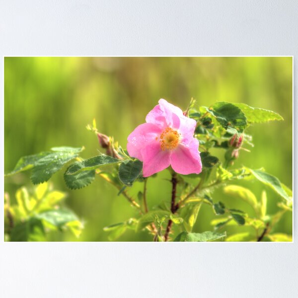 Item preview, Sunlit Wild Rose designed and sold by Jim Sauchyn.