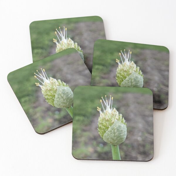 Item preview, Green Onion Blossom 1 designed and sold by AustaArt.