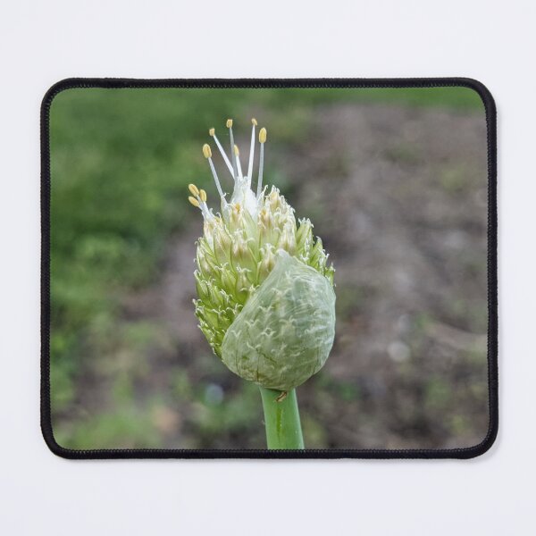 Item preview, Green Onion Blossom 1 designed and sold by AustaArt.