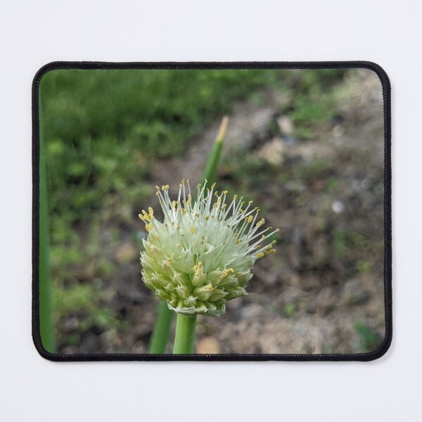 Item preview, Green Onion Blossom 2 designed and sold by AustaArt.