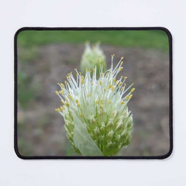 Item preview, Green Onion Blossom 3 designed and sold by AustaArt.