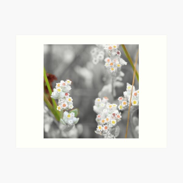 Jersey Cudweed Art Print