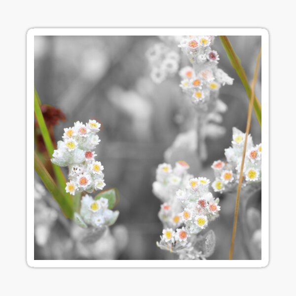 Jersey Cudweed Sticker