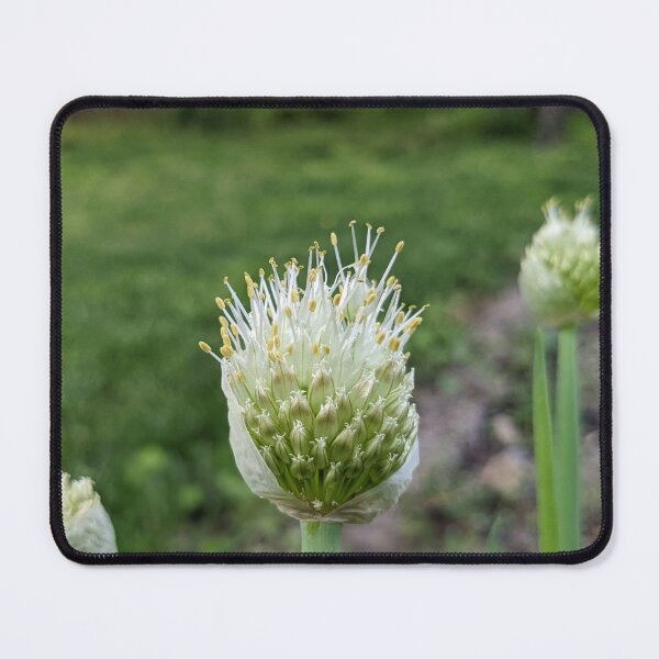 Item preview, Green Onion Blossom 4 designed and sold by AustaArt.