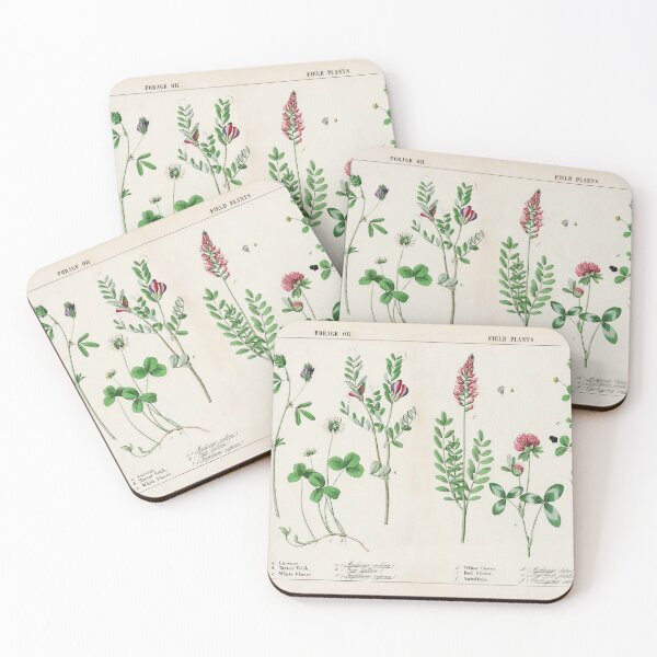 Item preview, Vintage Forage or Field Plants Drawing designed and sold by Cbusch.