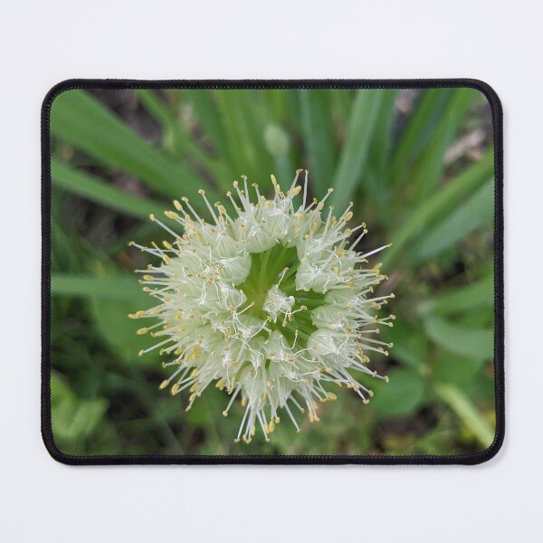Item preview, Green Onion Blossom 6 designed and sold by AustaArt.