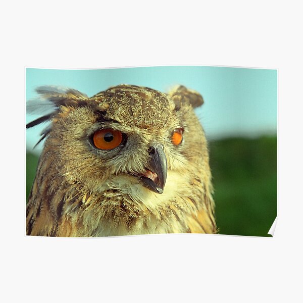 Bubo bubo Poster