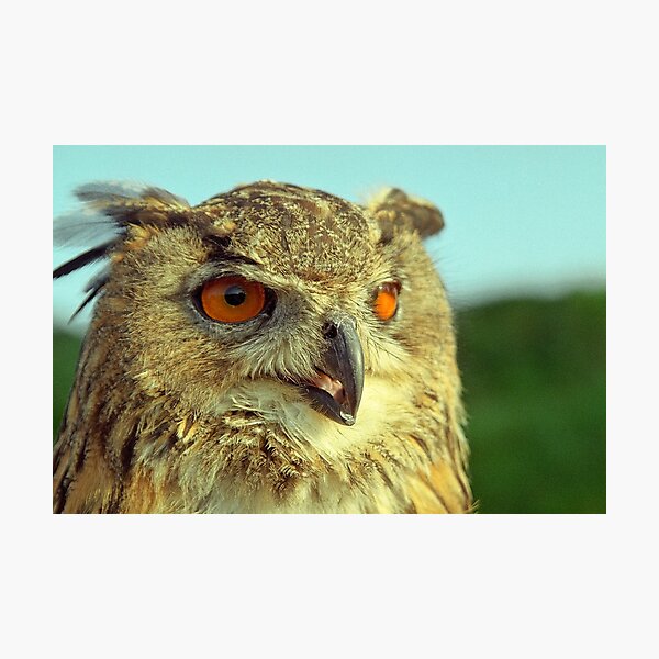 Bubo bubo Photographic Print
