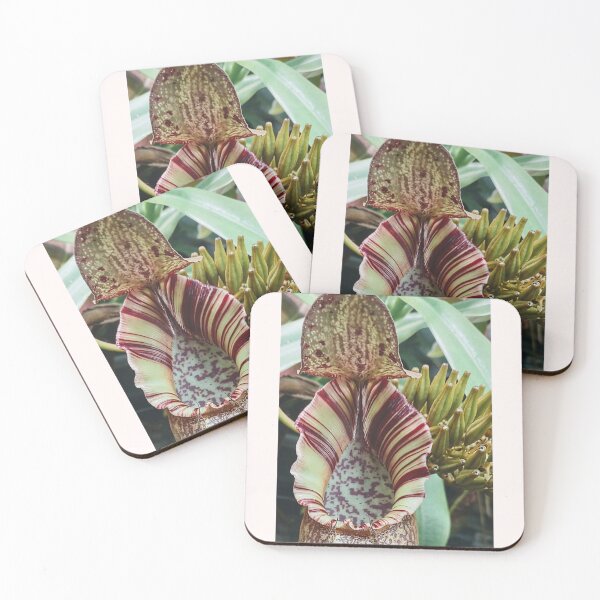 Item preview, Nepenthes hybrid #3 with developing seed pods designed and sold by Deathplant.