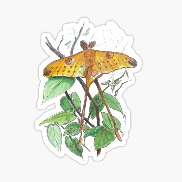 Moth print, Moth products, Moon moth watercolor, illustration, luxury gift art, Madagascar Sticker