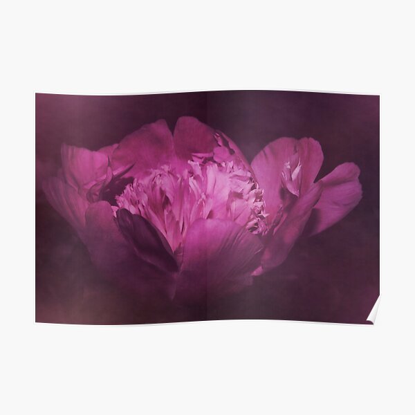 Pfingstrose violett Poster