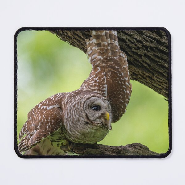 Item preview, Relaxing Male Barred Owl designed and sold by Puttaswamy Ravishankar.