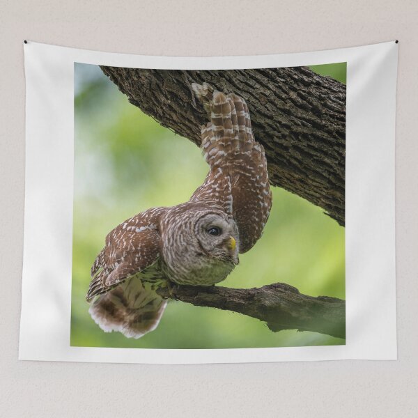 Item preview, Relaxing Male Barred Owl designed and sold by Puttaswamy Ravishankar.