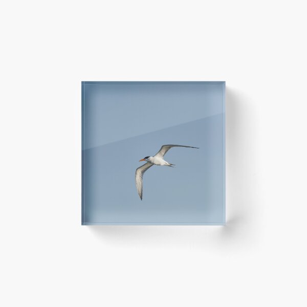 Item preview, Royal Tern designed and sold by Puttaswamy Ravishankar.