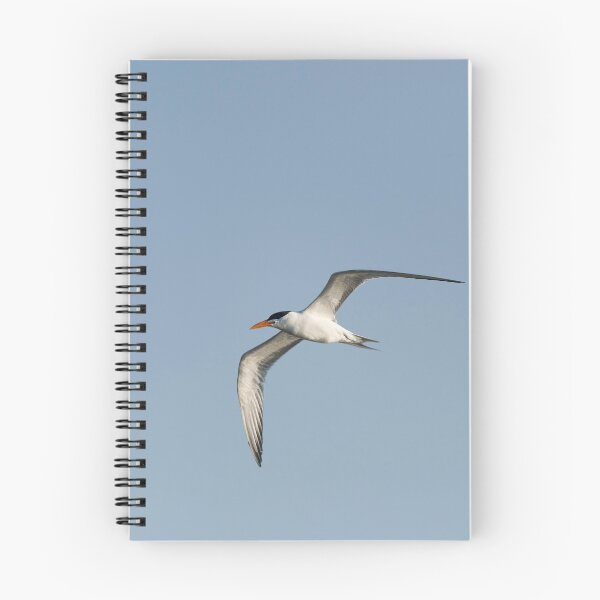 Item preview, Royal Tern designed and sold by Puttaswamy Ravishankar.