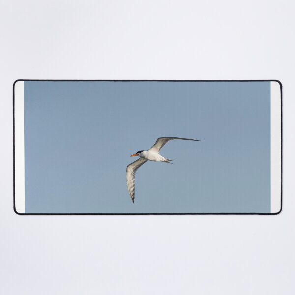 Item preview, Royal Tern designed and sold by Puttaswamy Ravishankar.
